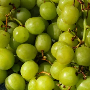 日本岡山綠葡萄-綠葡萄-無籽葡萄